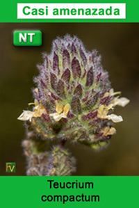 Teucrium compactum