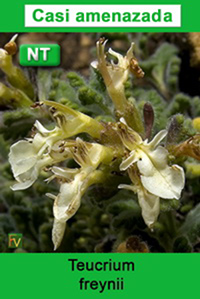 Teucrium freynii