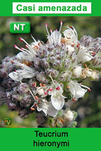 Teucrium hieronymi