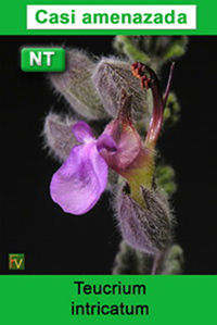 Teucrium intricatum