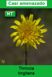 Thrincia tingitana