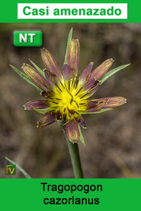 Tragopogon cazorlanus