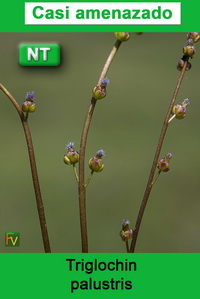 Triglochin palustris