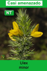 Ulex minor