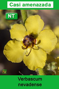 Verbascum nevadense