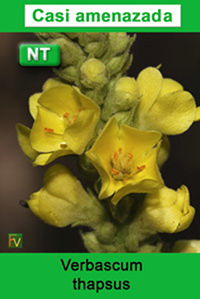 Verbascum thapsus