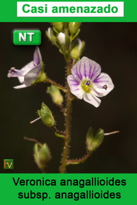 Veronica anagallioides anagallioides