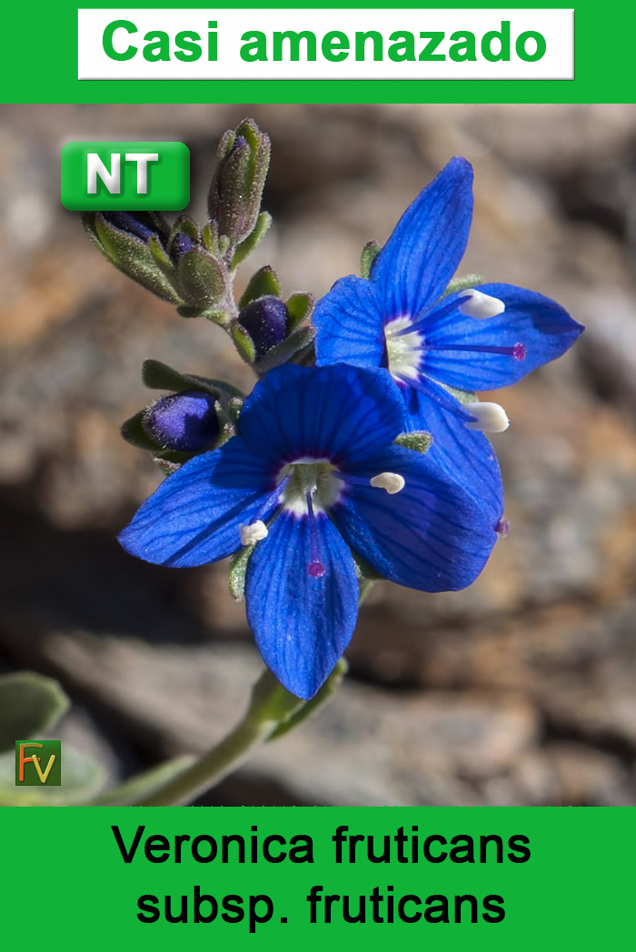 Veronica fruticans fruticans