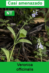 Veronica officinalis