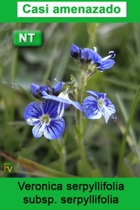 Veronica serpyllifolia serpyllifolia