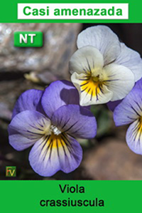 Viola crassiuscula