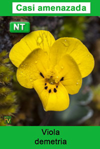 Viola demetria