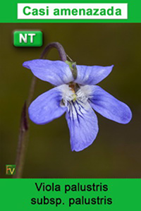 Viola palustris palustris