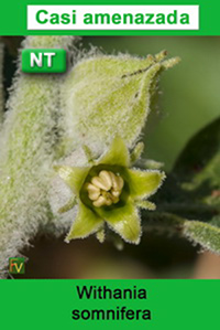 Withania somnifera