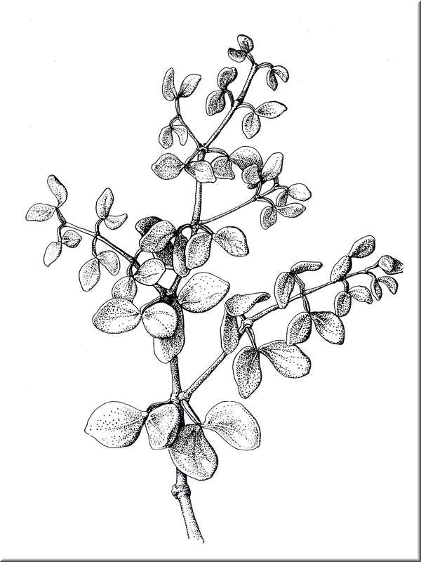 Zigophyllum fabago