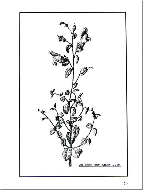 Atirrhinum
