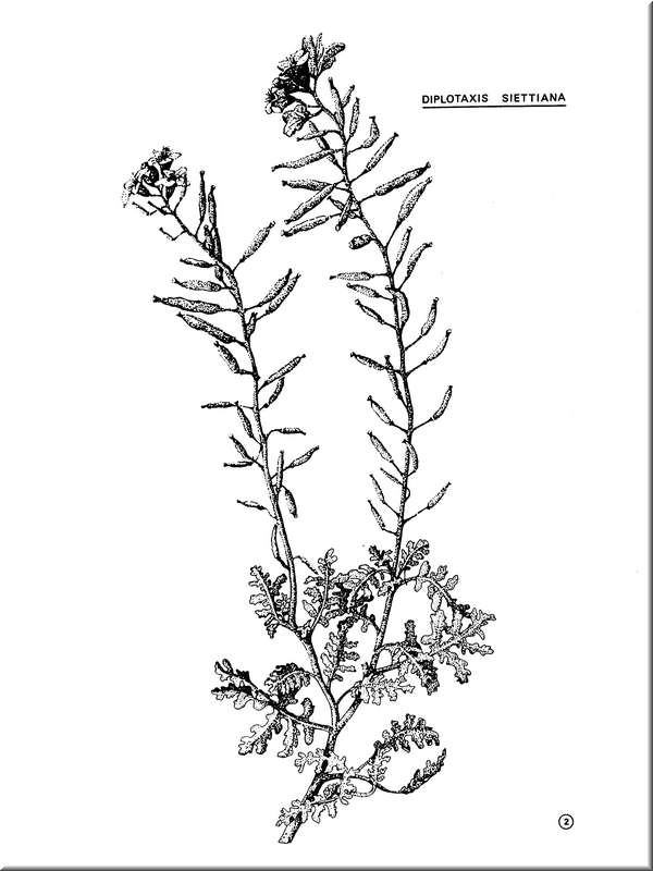 2 diplotasis