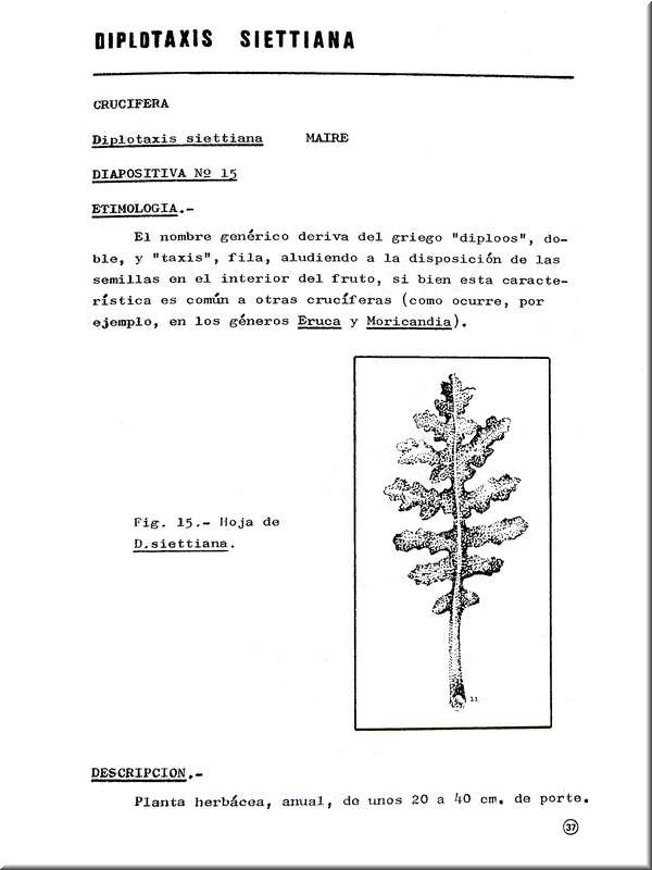 3 diplotasis siettiana