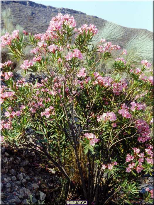 Nerium_oleander