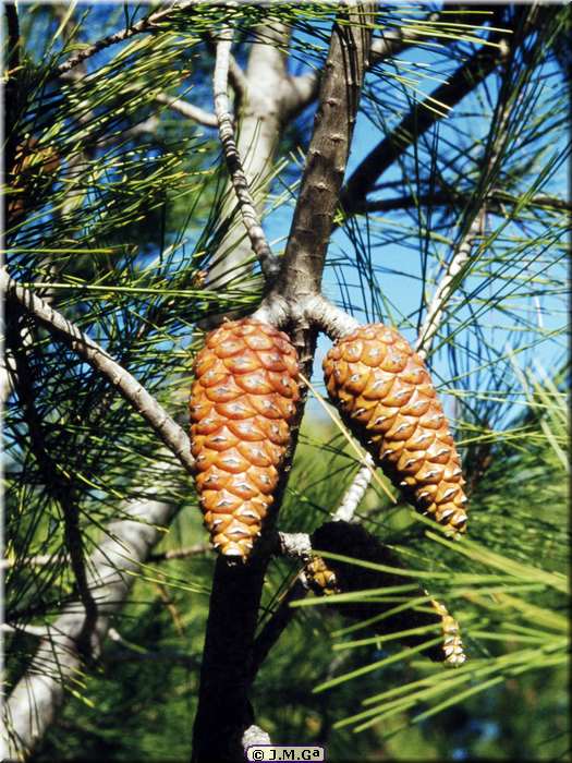 Pinus halapensis