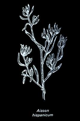 Aizoon hispanicum
