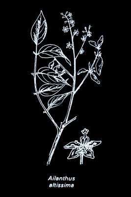Alianthus_altissima