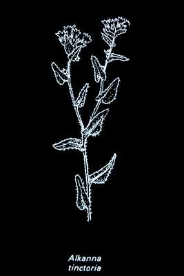Alkannna_tinctoria