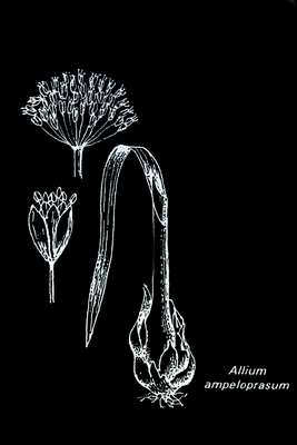 Allium_ampeloprasum