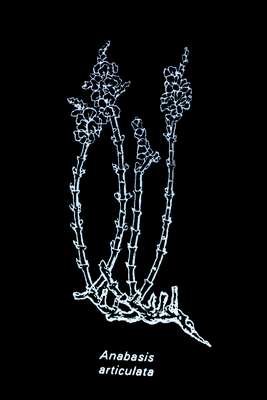 Anabasis_articulata