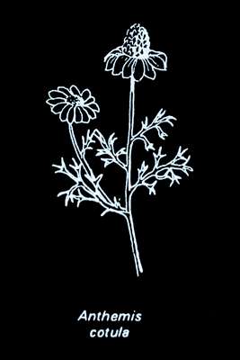 Anthemis_cotula