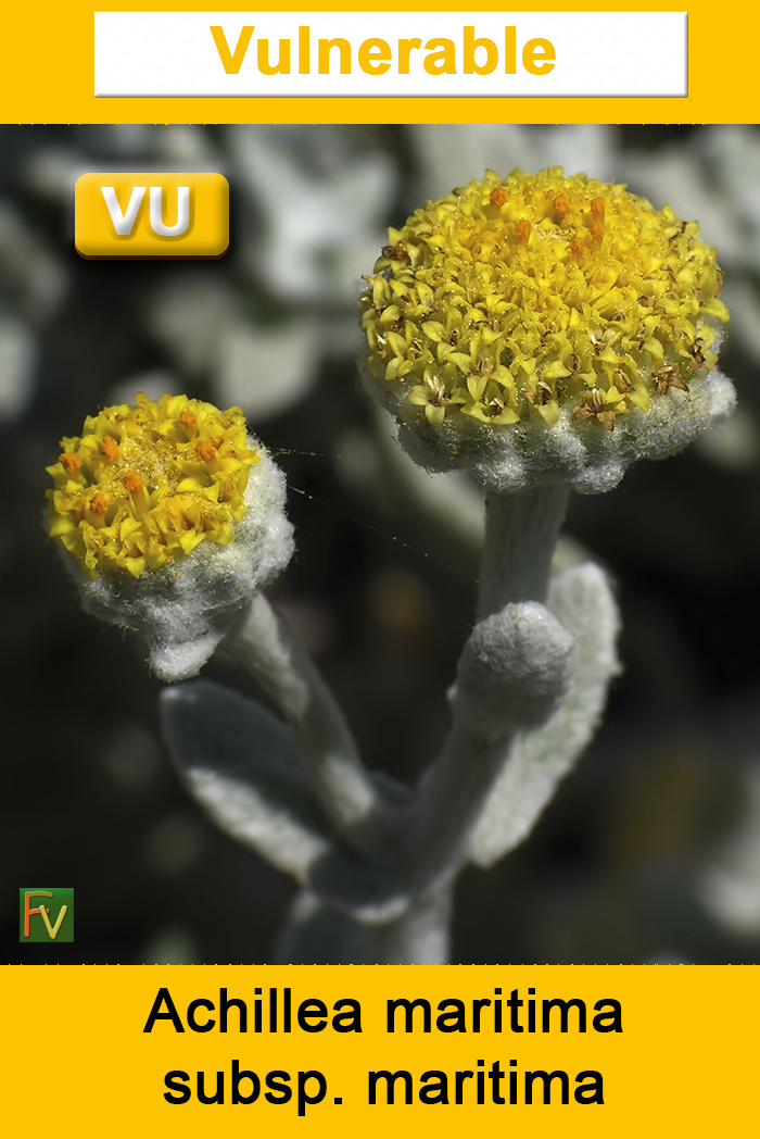 Achillea maritima maritima