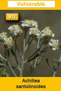 Achillea santolinoides