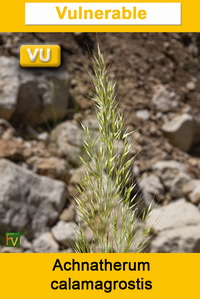Achnatherum calamagrostis