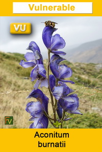 Aconitum burnatii