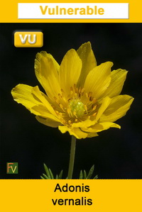 Adonis vernalis