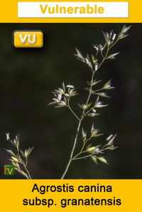 Agrostis canina granatensis