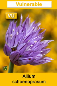 Allium schoenoprasum