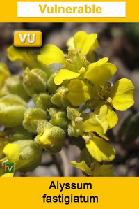 Alyssum fastigiatum