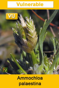 Ammochloa palaestina