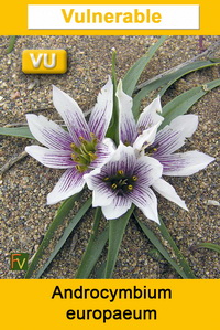 Androcymbium europaeum