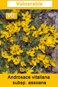 Androsace vitaliana nevadensis