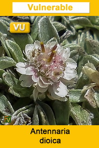 Antennaria dioica