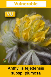 Anthyllis tejedensis plumosa
