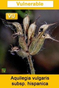 Aquilegia vulgaris hispanica