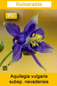 Aquilegia vulgaris nevadensis