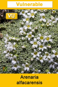 Arenaria alfacarensis