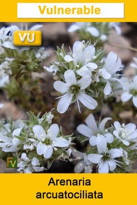 Arenaria arcuatociliata