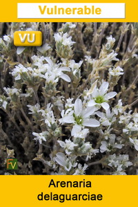 Arenaria delaguarciae