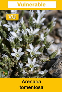 Arenaria tomentosa