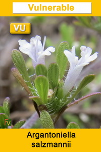Argantoniella salzmannii